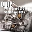 آیکون‌ MyCatQuiz