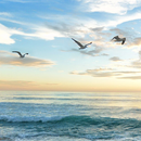 Free HD Beach Wallpapers APK