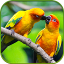 HD Cute Love Live Wallpaper APK