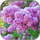 HD Lilac Flower Live Wallpaper APK