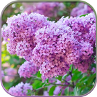 HD Lilac Flower Live Wallpaper icône