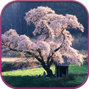 HD Sakura Live Wallpaper APK