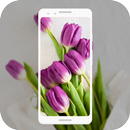 HD Purple Tulips Wallpaper APK