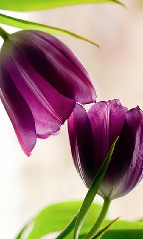 HD Purple Tulips Wallpaper for Android - APK Download