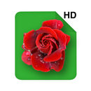 HD Rose Flowers Live Wallpaper APK