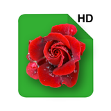 HD Rose Flowers Live Wallpaper icône