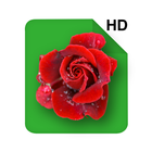 HD Rose Flowers Live Wallpaper آئیکن