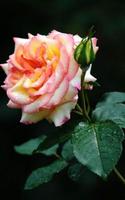 HD Rose Flowers Live Wallpaper 스크린샷 1