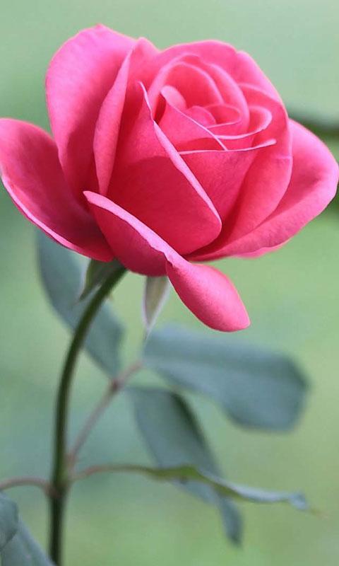 HD Rose Flowers Live Wallpaper for Android - APK Download