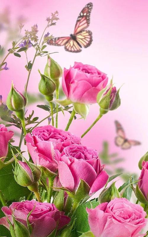 Hd Rose Flowers Live Wallpaper For Android Apk Download