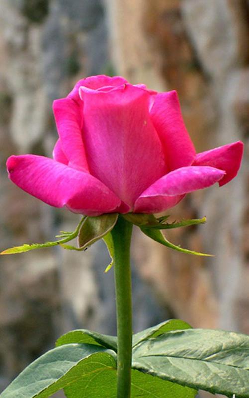 Hd Rose Flowers Live Wallpaper For Android Apk Download