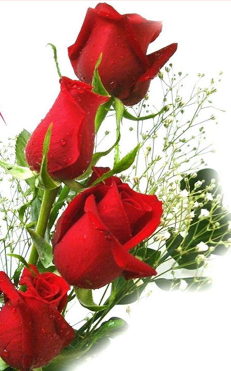 HD Rose Flowers Live Wallpaper APK for Android Download HD Rose Flowers Live Wallpaper APK for Android Download