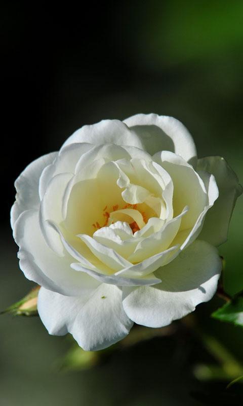 Hd Rose Flowers Live Wallpaper For Android Apk Download
