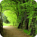 Forest HD Wallpaper APK