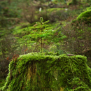 Forest Wallpaper APK