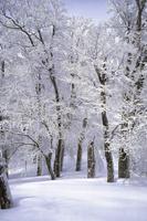 Forest Wallpaper تصوير الشاشة 3