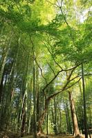 Forest Wallpaper الملصق