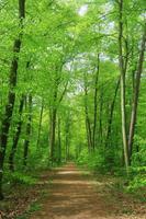 Forest Wallpaper تصوير الشاشة 1