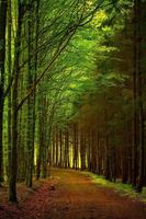 Forest Wallpaper تصوير الشاشة 2