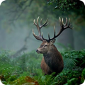 Forest animals