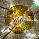 Forest Video Wallpapers APK