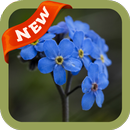 Forget Me Not Wallpaper APK