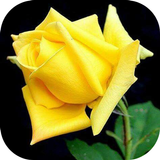 Roses Live Wallpapers For My Love, Flowers HD 4k icône