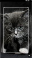 Kawaii Kitten Wallpapers Art اسکرین شاٹ 2