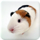 Guinea Pig Manual 图标