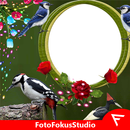 Woodpecker Insta DP APK