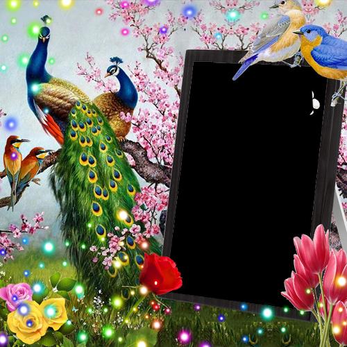 Love Birds Insta Dp For Android Apk Download