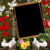 Love Birds Insta DP imagem de tela 1