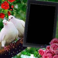 Love Birds Insta DP imagem de tela 2