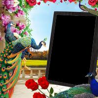 Peacock Insta DP penulis hantaran