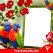 Rainbow Lorikeet Insta DP