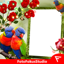 Rainbow Lorikeet Insta DP APK