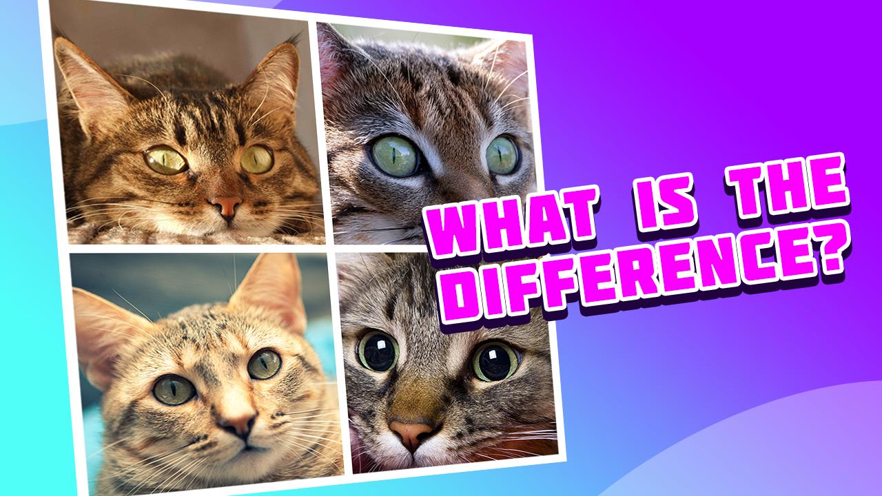 10 вопросов коту. Вопросы про кошек. Картинка 4 кота, какой кот лишний. Найди лишнего кота.