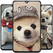 Cute Puppy Wallpaper HD 아이콘