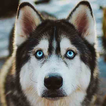 Siberian Husky Dog Wallpapers icon