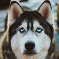 Siberian Husky Dog Wallpapers