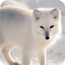 Fox Wallpaper APK