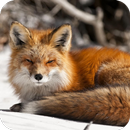 Fox Wallpaper HD APK