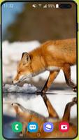 Fox Wallpaper HD Screenshot 3