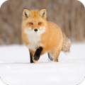 Fox HD Wallpaper