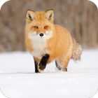 Fox HD Wallpaper आइकन