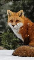 Fox HD Wallpaper постер