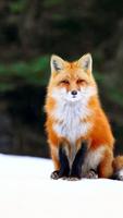 Fox HD Wallpaper Ekran Görüntüsü 1