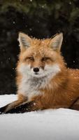 Fox HD Wallpaper Ekran Görüntüsü 2