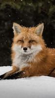 Fox HD Wallpaper syot layar 2