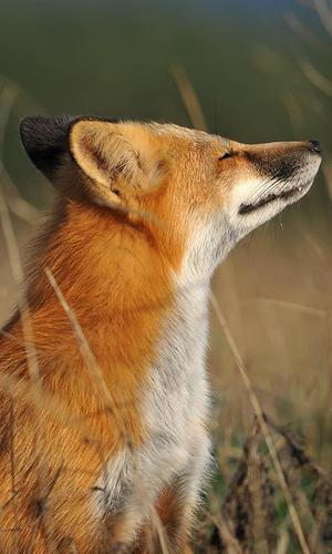 Fox Wallpaper For Android Apk Download